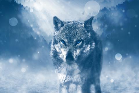 Blue-Eyed Wolf jigsaw puzzle